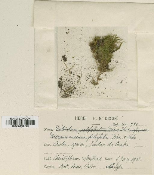 Dicranoweisia falcifolia Dixon - BM000965753