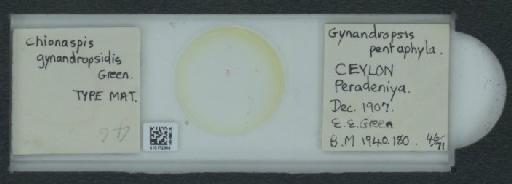 Pseudaulacaspis gynandropsidis Green, 1922 - 010172365_117429_1097958