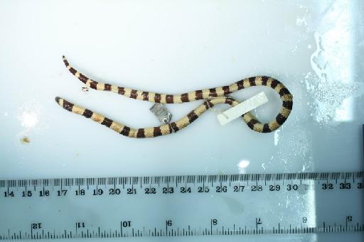 Micrurus annellatus balzani - Micrurus_regularis_(holotype)_BMNH1946.1.17.22a.JPG