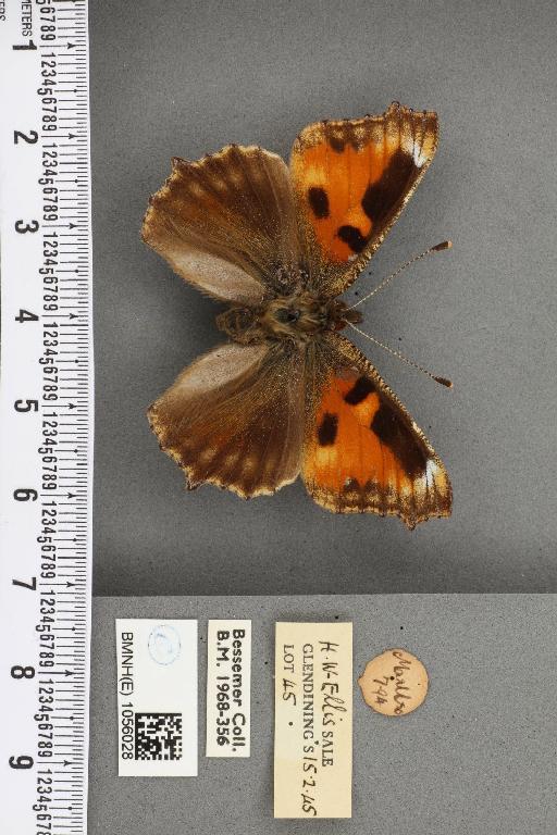 Aglais urticae ab. nigricaria Lambillion, 1902 - BMNHE_1056028_45323