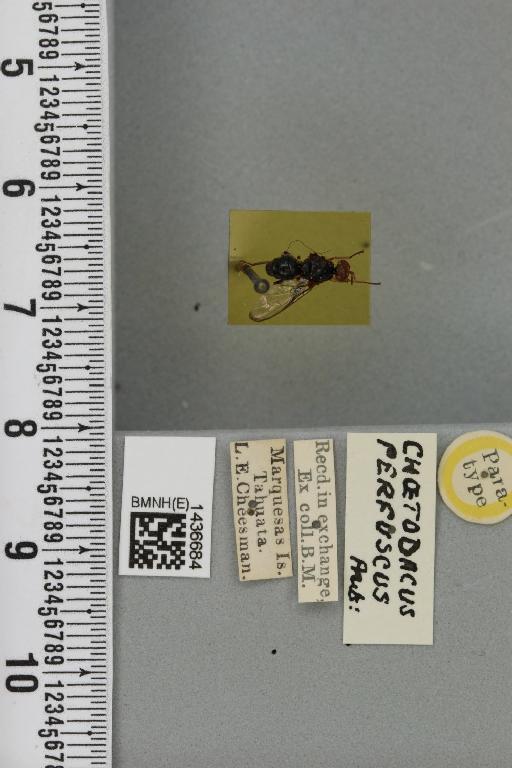 Bactrocera (Bactrocera) perfusca (Aubertin, 1929) - BMNHE_1436684_30786