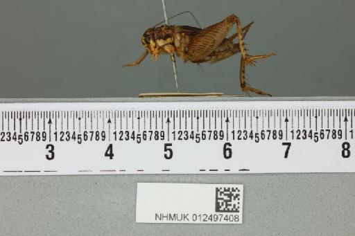 Velarifictorus aspersus (Walker, 1869) - 012497408_reverse