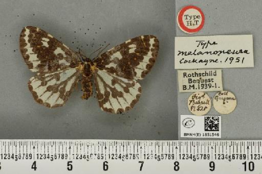 Abraxas grossulariata ab. melanoneura Cockayne, 1951 - BMNHE_1851546_415033