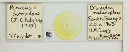 Paraclisis diomedeae Fabricius, 1775 - 010683011_816439_1430900