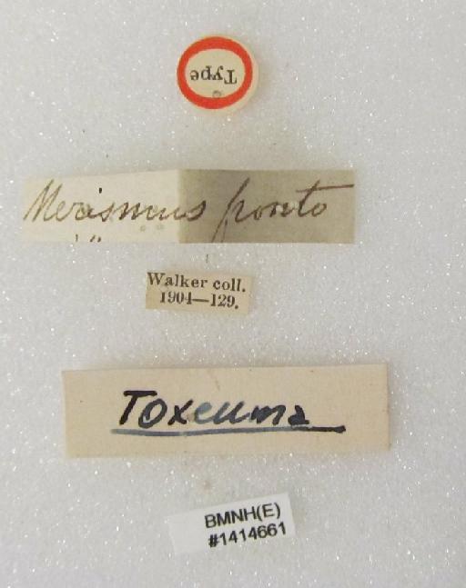 Merismus fronto Walker, 1833 - Callimerismus fronto (Walker, 1833) possible PLT #1414661 labels