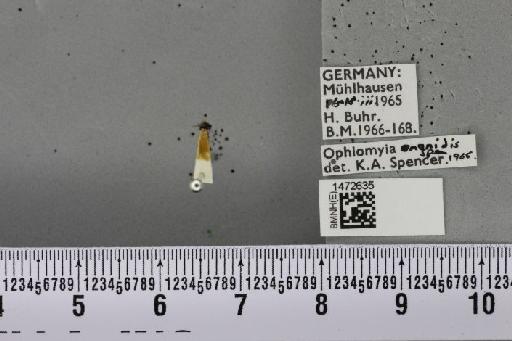 Ophiomyia ononidis Spencer, 1966 - BMNHE_1472635_60383