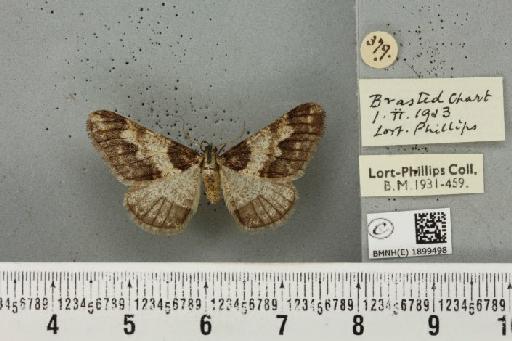 Agriopis leucophaearia ab. nigricaria Hübner, 1799 - BMNHE_1899498_462254