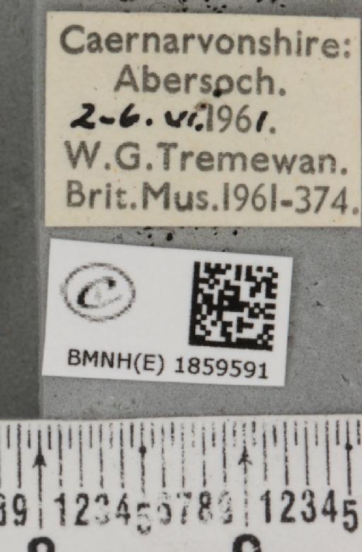 Pseudopanthera macularia (Linnaeus, 1758) - BMNHE_1859591_label_429884