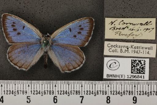 Maculinea arion eutyphron (Fruhstorfer, 1915) - BMNHE_1296841_134168