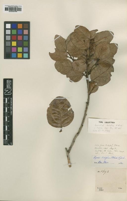 Lyonia latifolia (A.Rich.) Griseb. - BM000993650