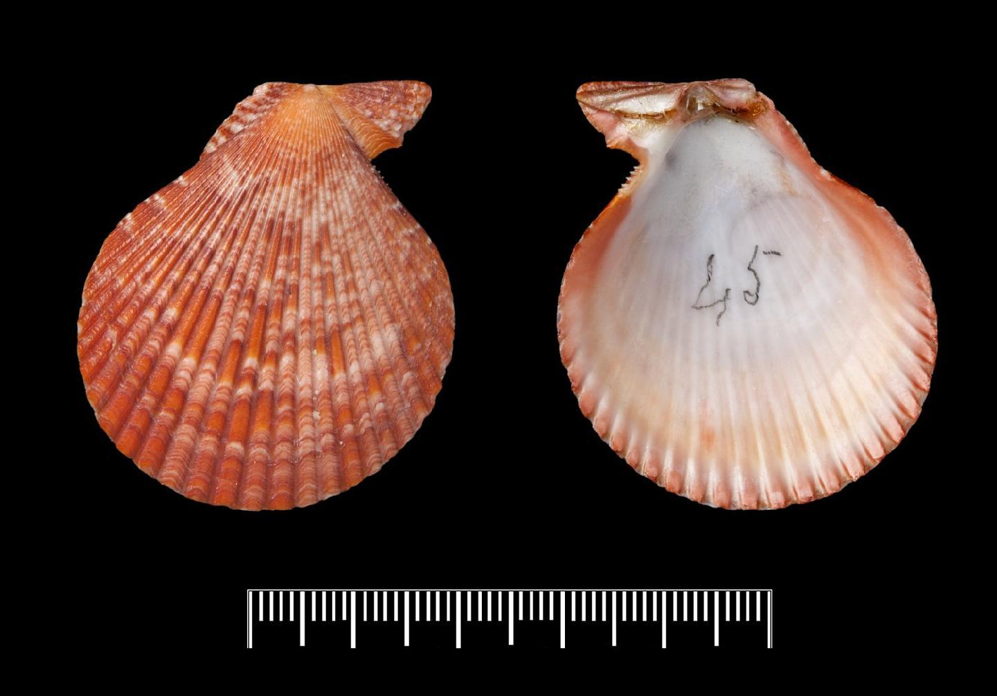 To NHMUK collection (Pecten cruentatus Reeve, 1853; SYNTYPE; NHMUK:ecatalogue:2737239)