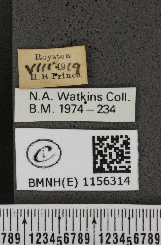 Lysandra coridon ab. pallidula Bright & Leeds, 1938 - BMNHE_1156314_label_107524