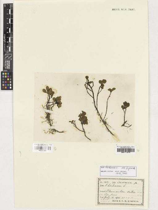 Salix herbacea L. - BM001110938