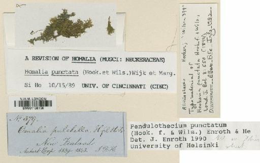 Pendulothecium punctatum (Hook.f. & Wilson) Enroth & S.He - BM001108106