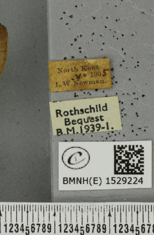 Macrothylacia rubi (Linnaeus, 1758) - BMNHE_1529224_label_196692