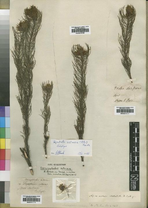 Spatalla setacea (R.Br.) Rourke - BM000910721