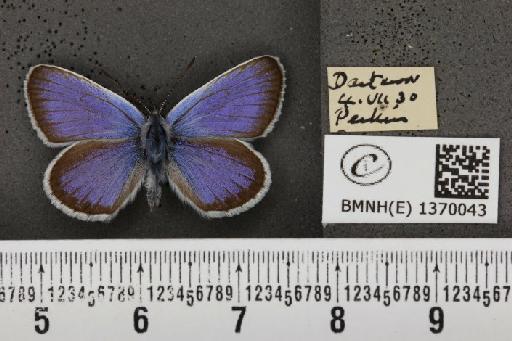 Plebejus argus argus - BMNHE_1370043_166196