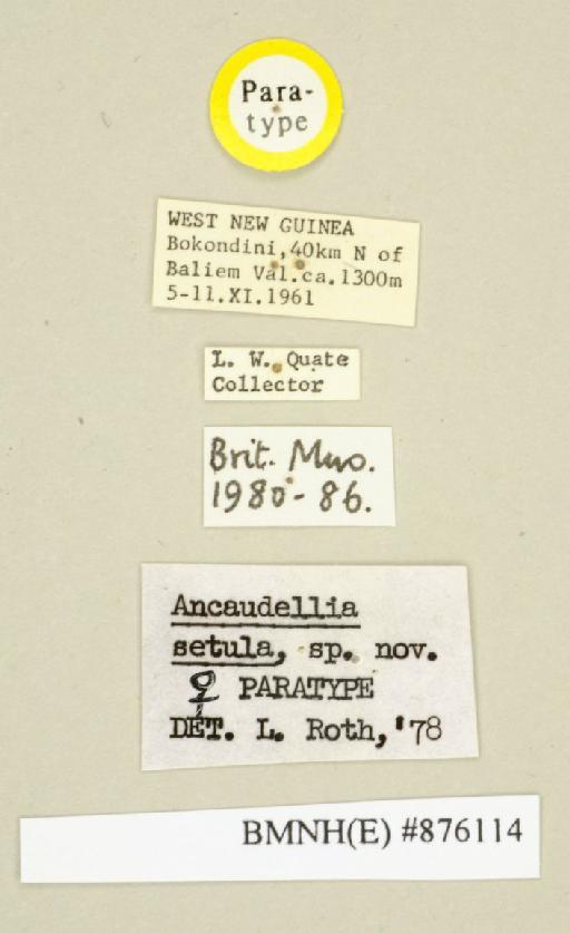 Ancaudellia setula Roth, 1982 - Ancaudellia setula Roth, 1982, female, paratype, labels. Photographer: Edward Baker. BMNH(E)#876114