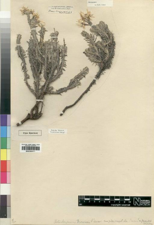 Helichrysum brownii var. brownii Moore - BM000924171