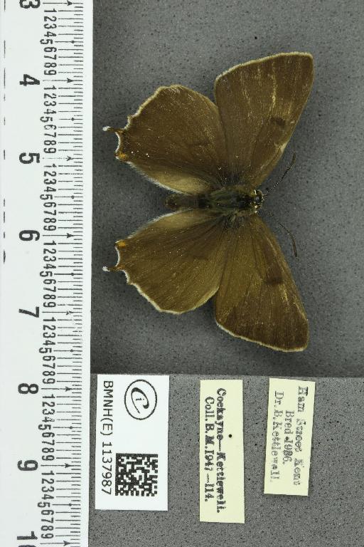 Thecla betulae ab. unicolor Tutt, 1907 - BMNHE_1137987_95143