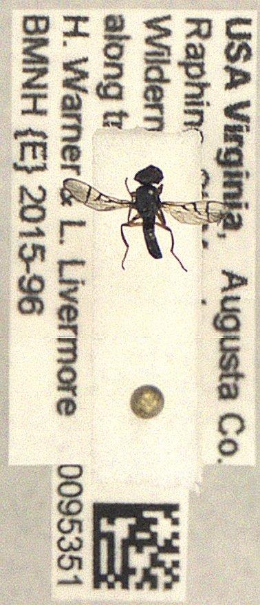 Platystomatidae Brues & Melander, 1915 - Diptera 010095351