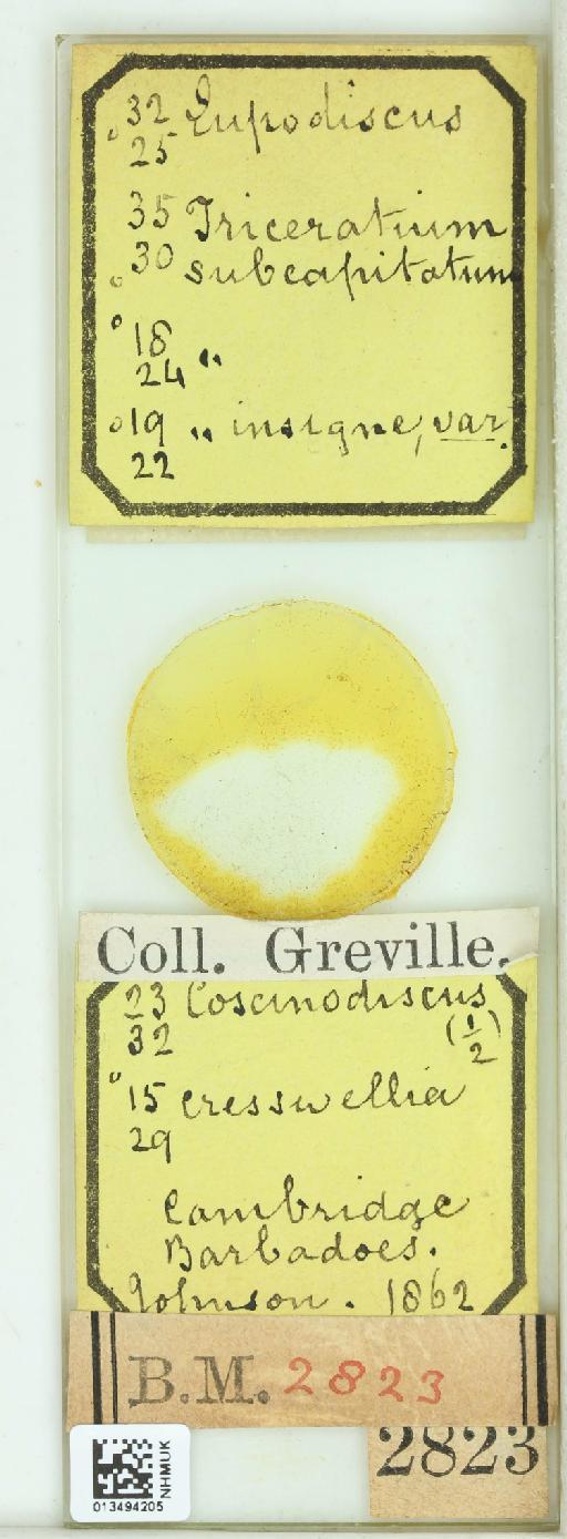 Triceratium insignis Grev. - 013494205_242078_4514084-NonType