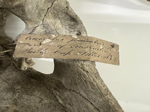 Crocodylus palustris Lesson, 1831 - 2022.7914 Label