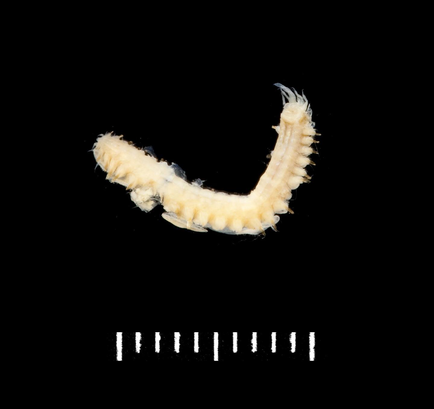 To NHMUK collection (Lepidonotus crosslandi Monro, 1928; syntype; NHMUK:ecatalogue:3536365)
