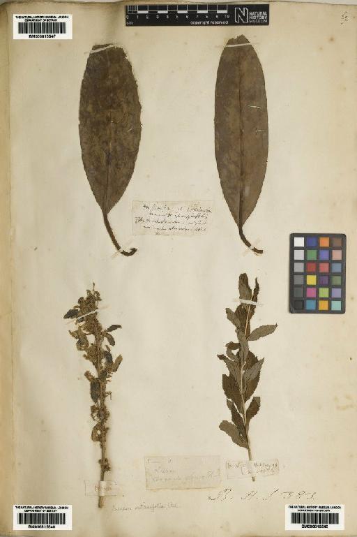 Lauraceae Juss. - BM000815547