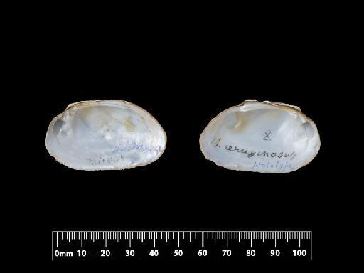 Unio aeruginosus subterclass Palaeoheterodonta Morelet, 1849 - 1893.2.4.2019-2020, SYNTYPES, Unio aeruginosus Morelet, 1849