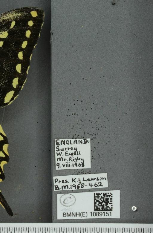 Papilio machaon britannicus Seitz, 1907 - BMNHE_1089151_label_63928