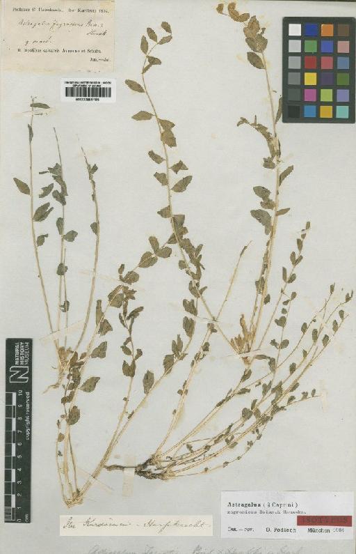 Astragalus zagrosicus Boiss. & Hausskn. - BM000885185