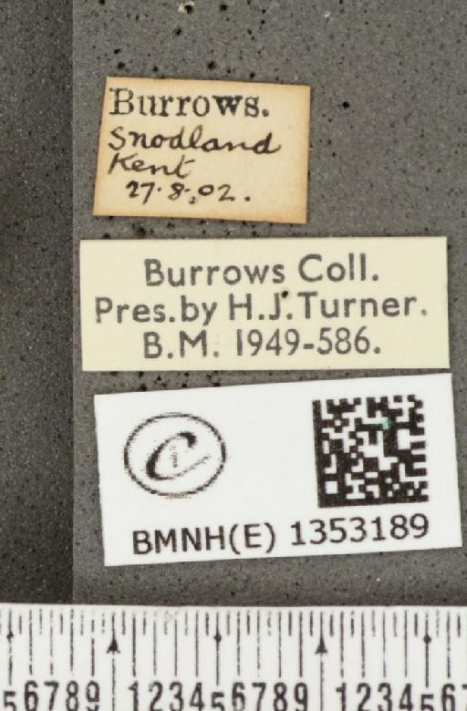 Hesperia comma (Linnaeus, 1758) - BMNHE_1353189_label_156225