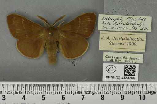 Macrothylacia rubi ab. ferruginea-unilinea Tutt, 1902 - BMNHE_1525766_196459