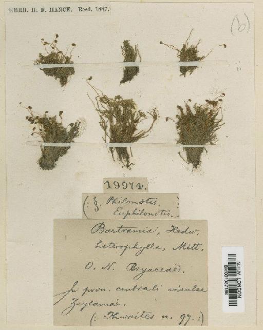Philonotis heterophylla Mitt. - BM001087186