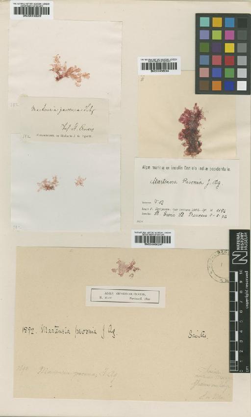 Martensia pavonia (J.Agardh) J.Agardh - BM000936298