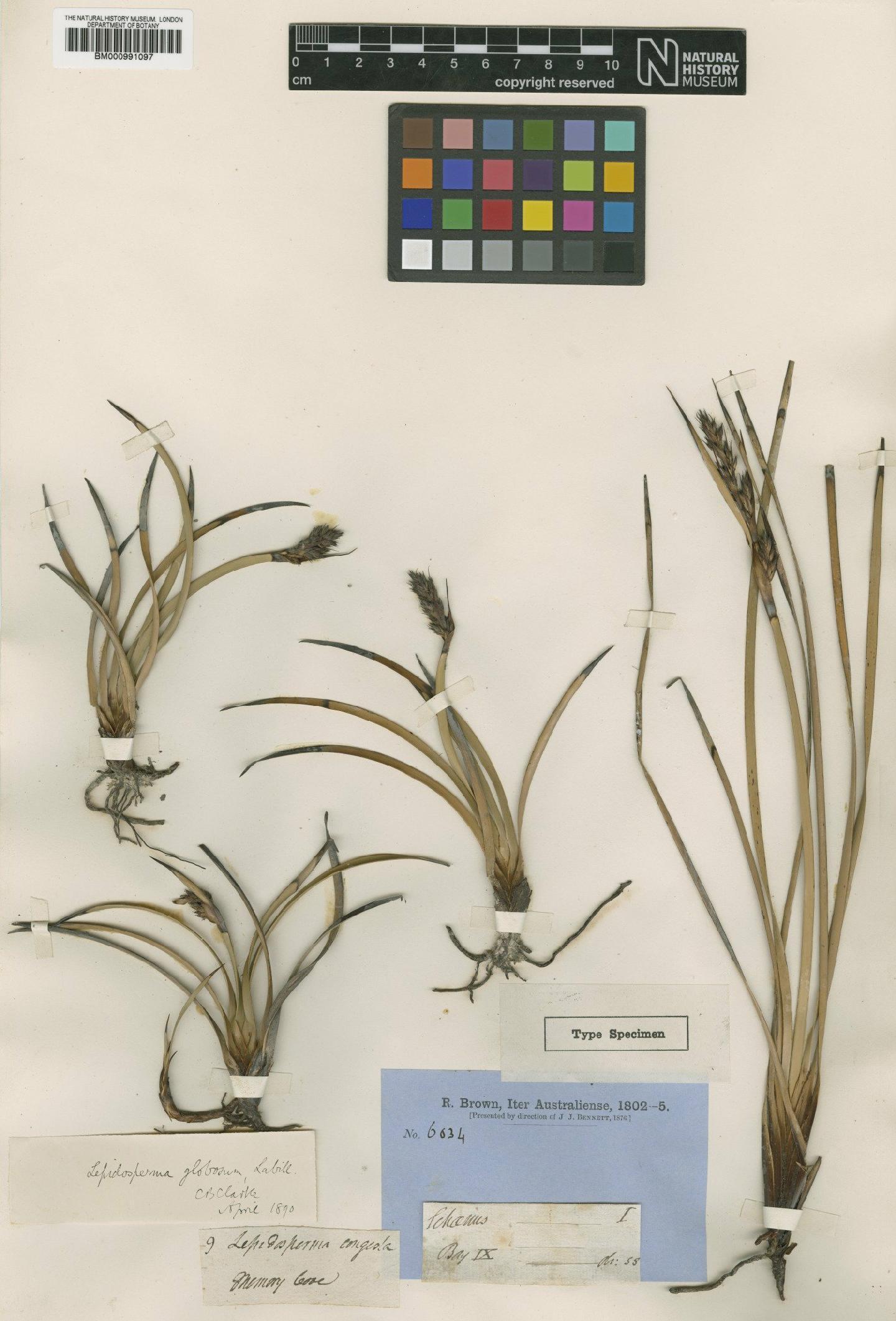 To the Natural History Museum, London (Lepidosperma congestum R.Br. BM000991097 type 1)
