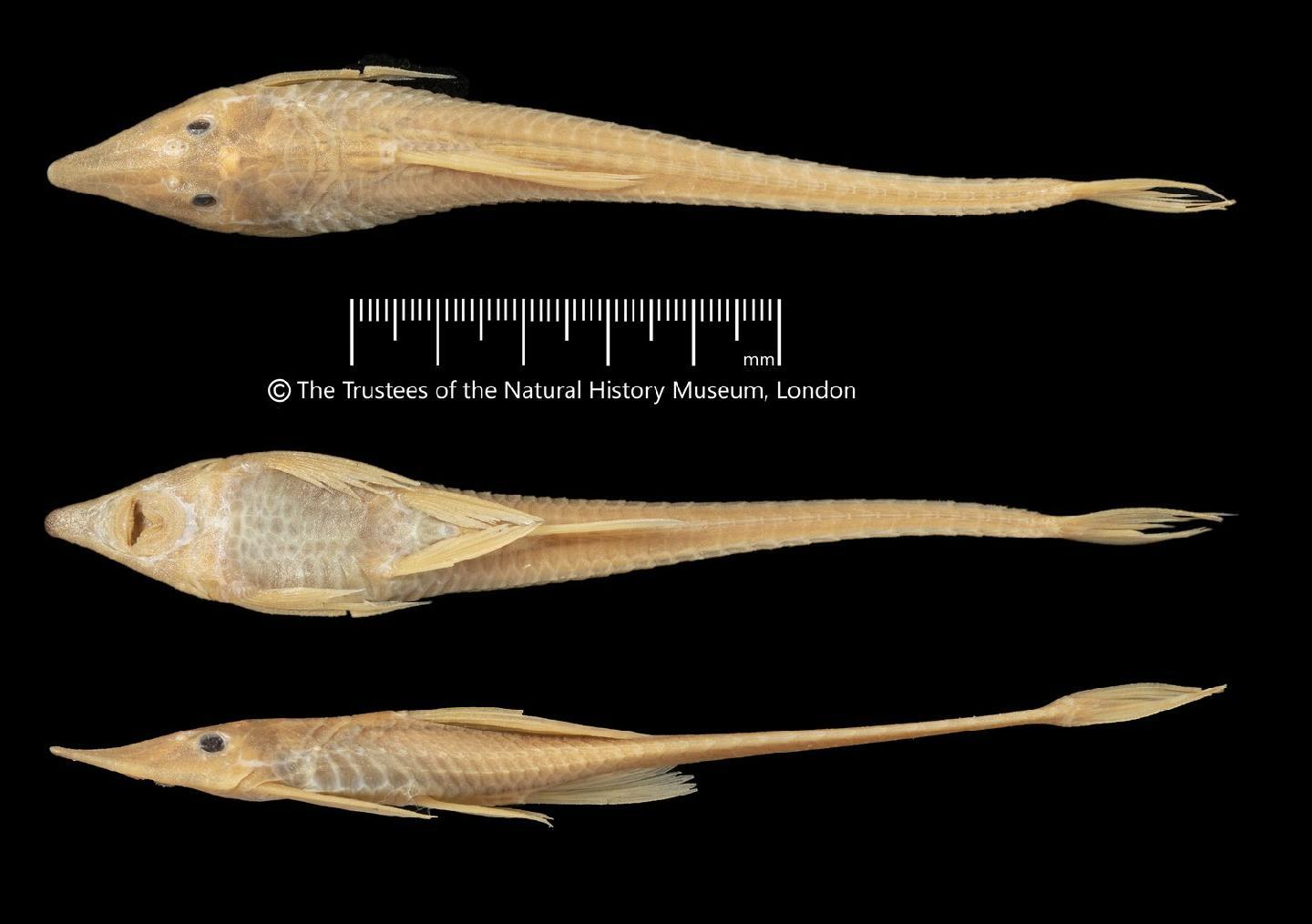 Sturisoma lyra thumbnail