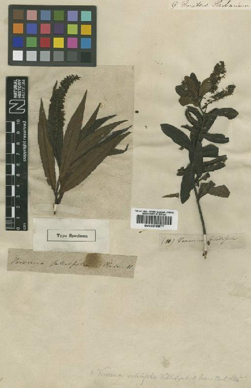 Hebe salicifolia (G.Forst.) Pennell - BM000798877 (2)
