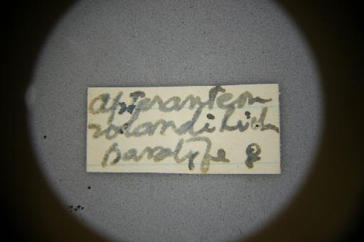 Prioranteon casalei Olmi, 1984 - Deinodryinus_casalei-NHMUK010265031-holotype-female-label_3