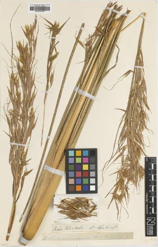 Themeda arundinacea (Roxb.) A.Camus - BM000959818