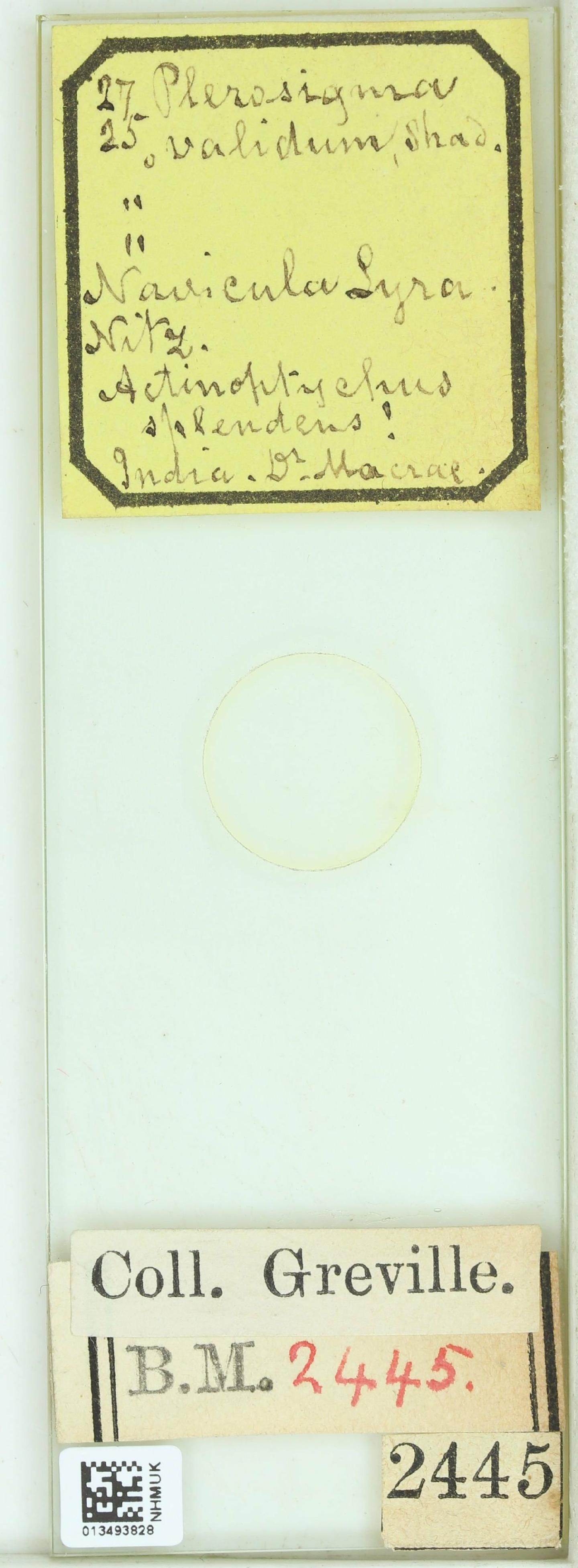 To NHMUK collection (Pleurosigma rigidum W.Sm.; NHMUK:ecatalogue:4737073)