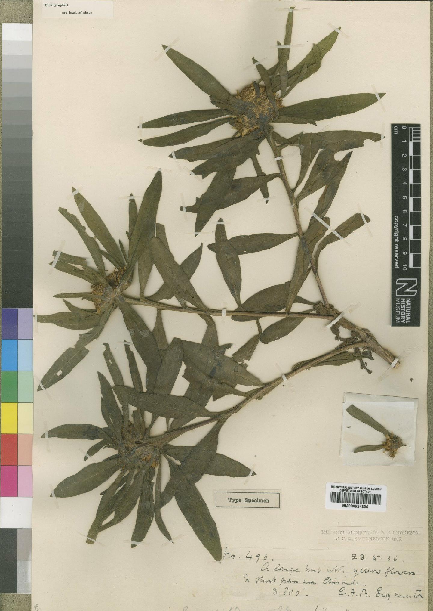 To NHMUK collection (Geigeria rhodesiana Moore; Type; NHMUK:ecatalogue:4529364)