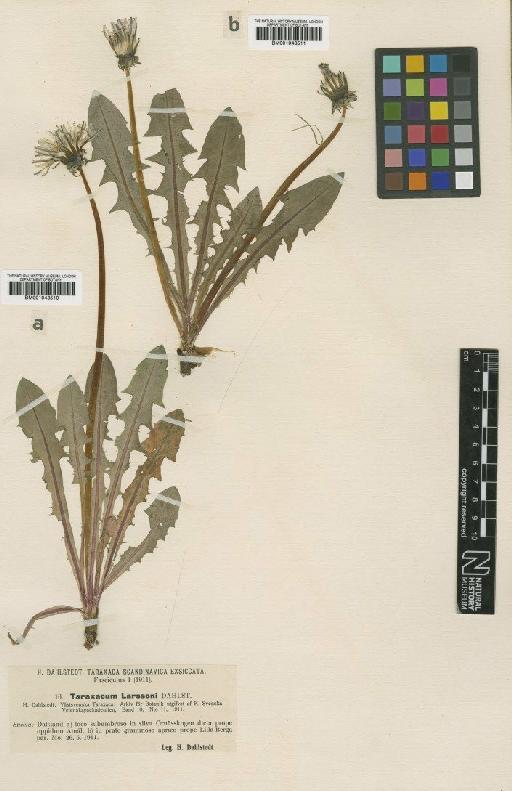 Taraxacum larssonii Dahlst. - BM001043511