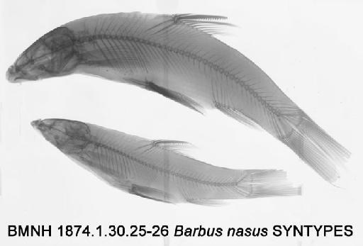 Barbus nasus Günther, 1874 - BMNH 1874.1.30.25-26 - Barbus nasus SYNTYPES Radiograph b
