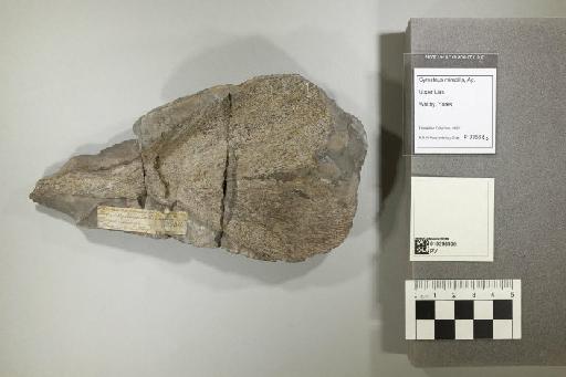 Gyrosteus mirabilis Woodward, 1889 - 010298936_L010041178