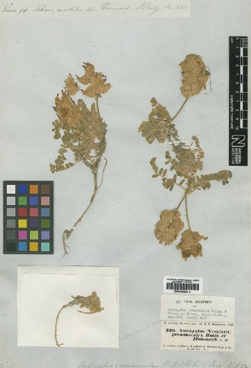 Astragalus grammocalyx Boiss. & Hohen. - BM000885219
