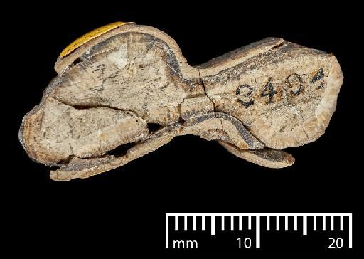 Mylodon darwinii Owen, 1840 - NHMUK PV M 16563c_4
