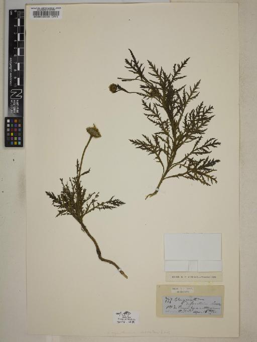 Argyranthemum dissectum Lowe - 000083896
