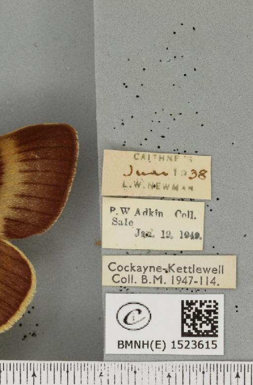 Lasiocampa quercus callunae ab. olivaceofasciata Cockerell, 1889 - BMNHE_1523615_label_193449
